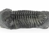 Huge Phacopid (Drotops) Trilobite - Multi-Toned Shell Color #244457-3